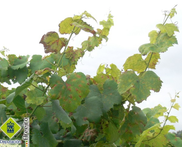Plasmopara vitícola (Mildiu de la viña) - Brotes terminales con manchas de mildiu.jpg